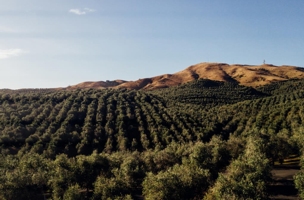 Bracu - Consent for Restaurant in Olive Orchard