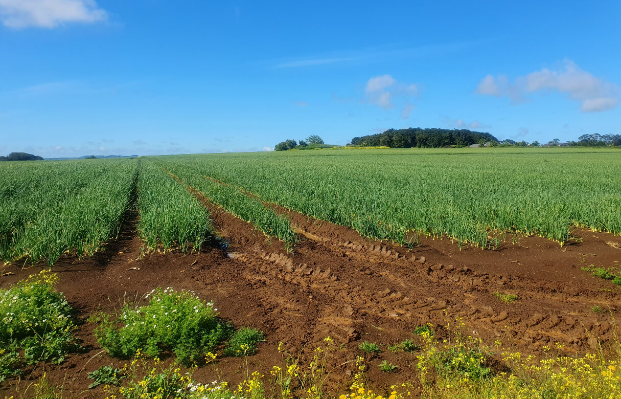 Protecting Elite soils