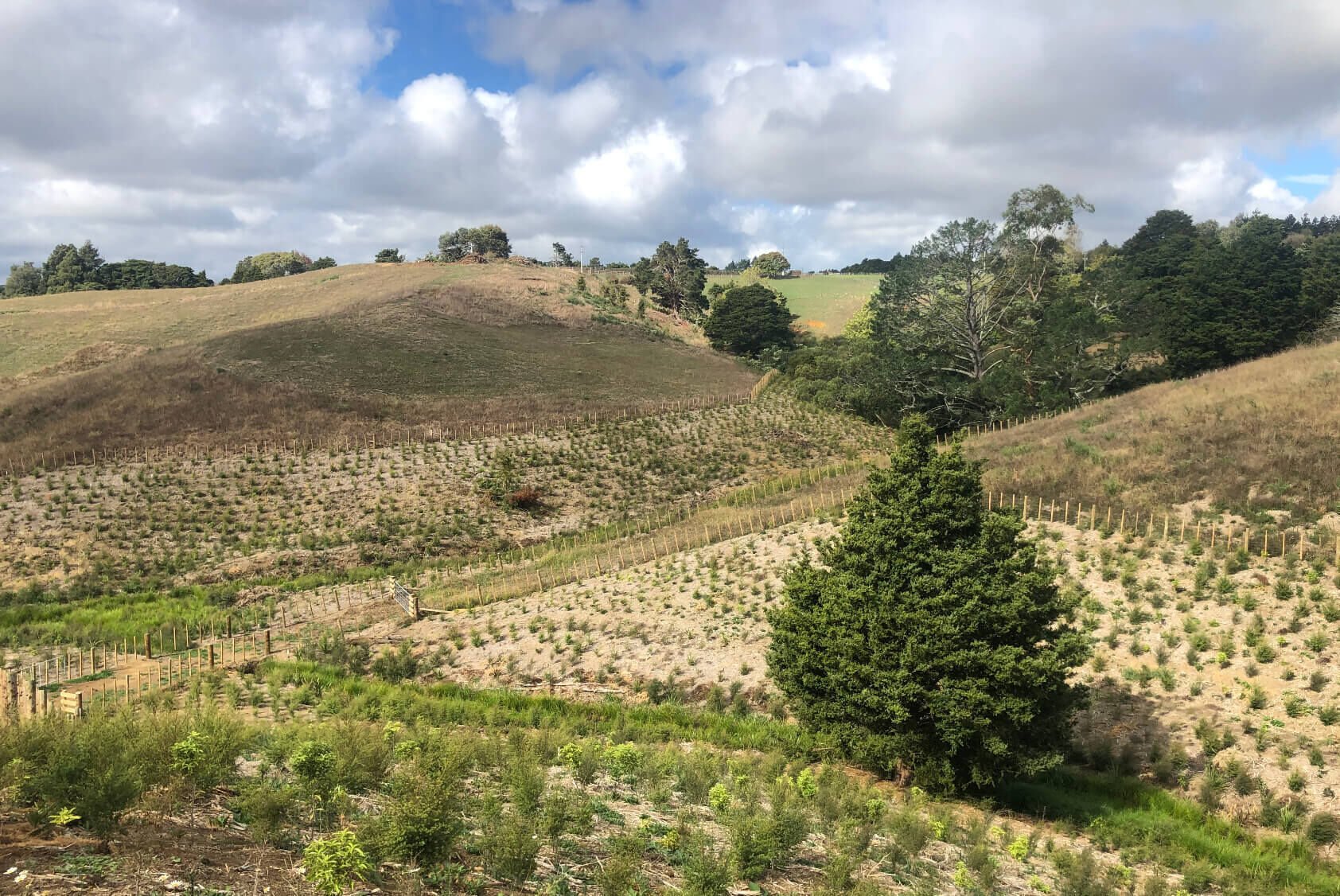 8 Lot Subdivision in Pukekohe's Countryside