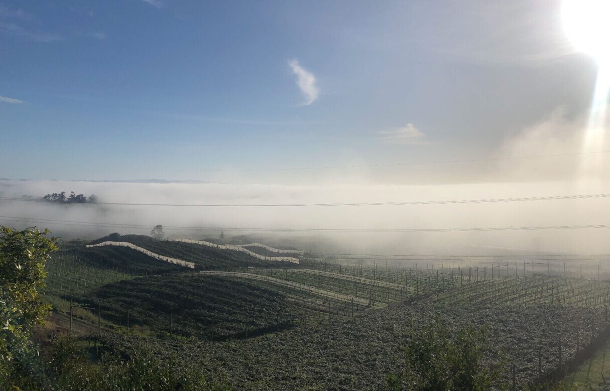 Kiwi Fruit Orchard Subdivision