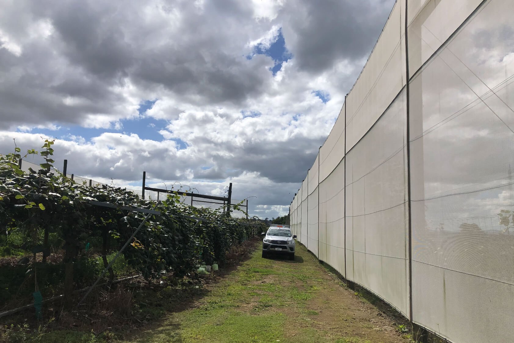 Kiwi Fruit Orchard Subdivision