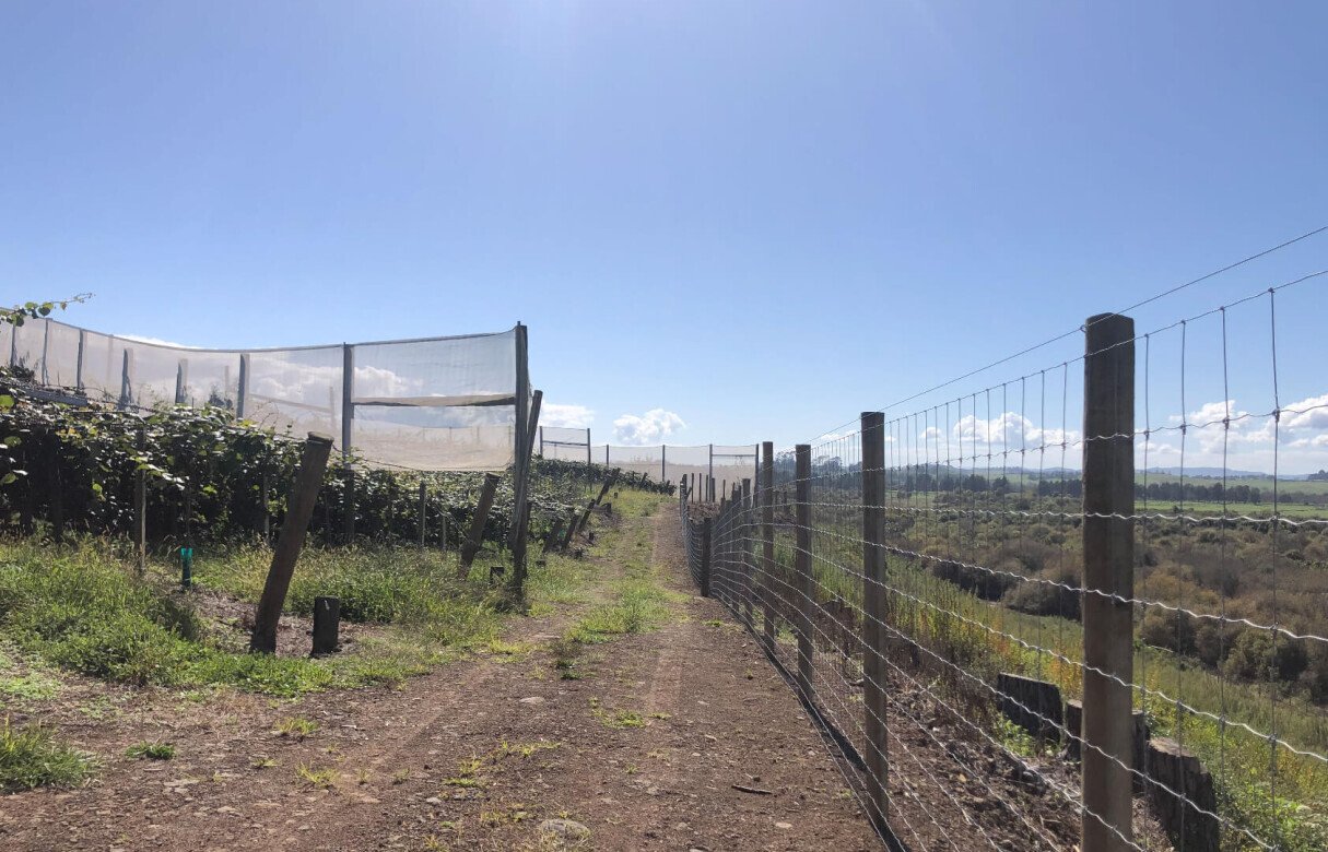 Kiwi Fruit Orchard Subdivision