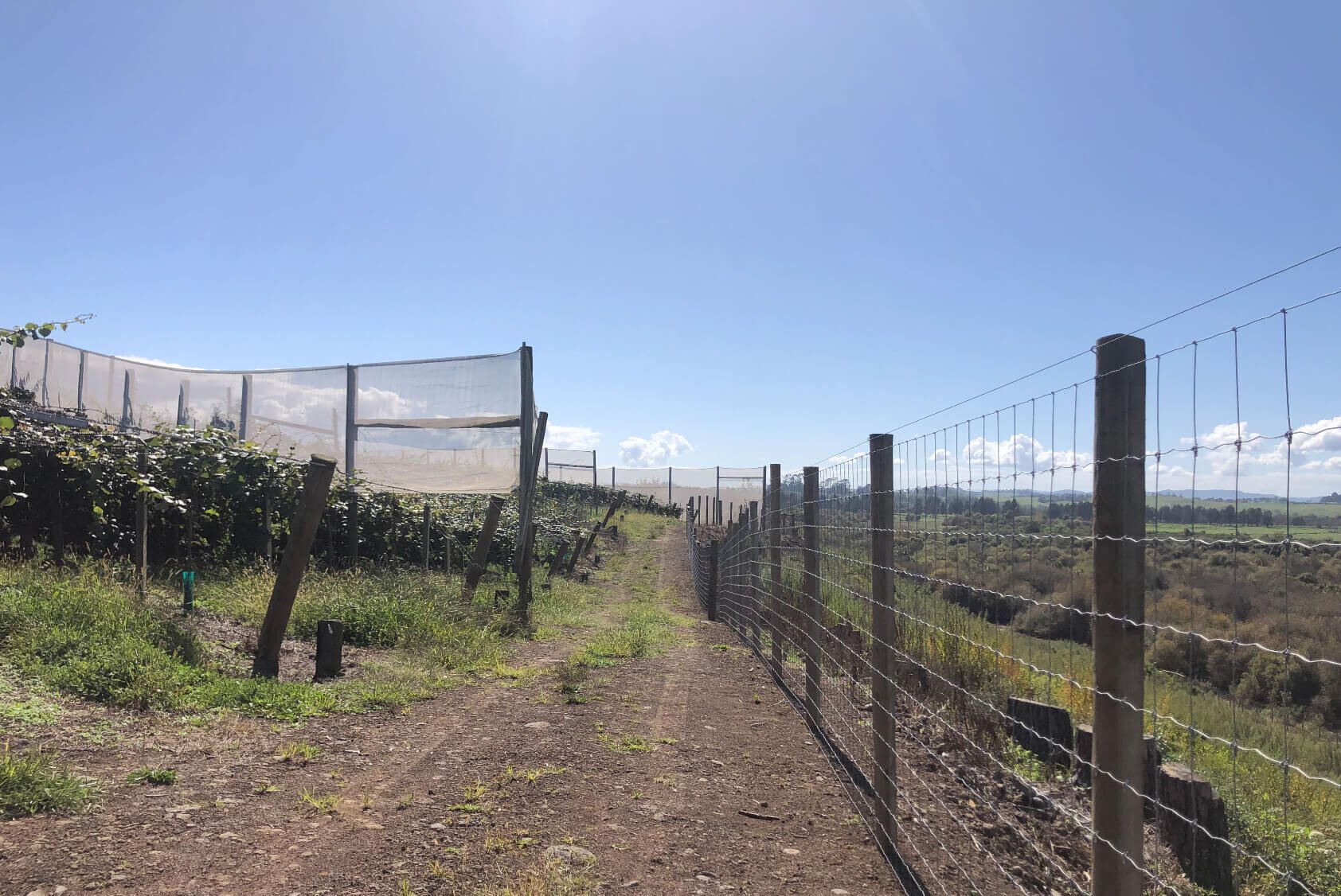 Kiwi Fruit Orchard Subdivision