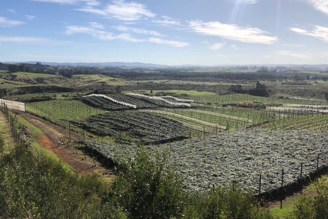 Kiwi Fruit Orchard Subdivision