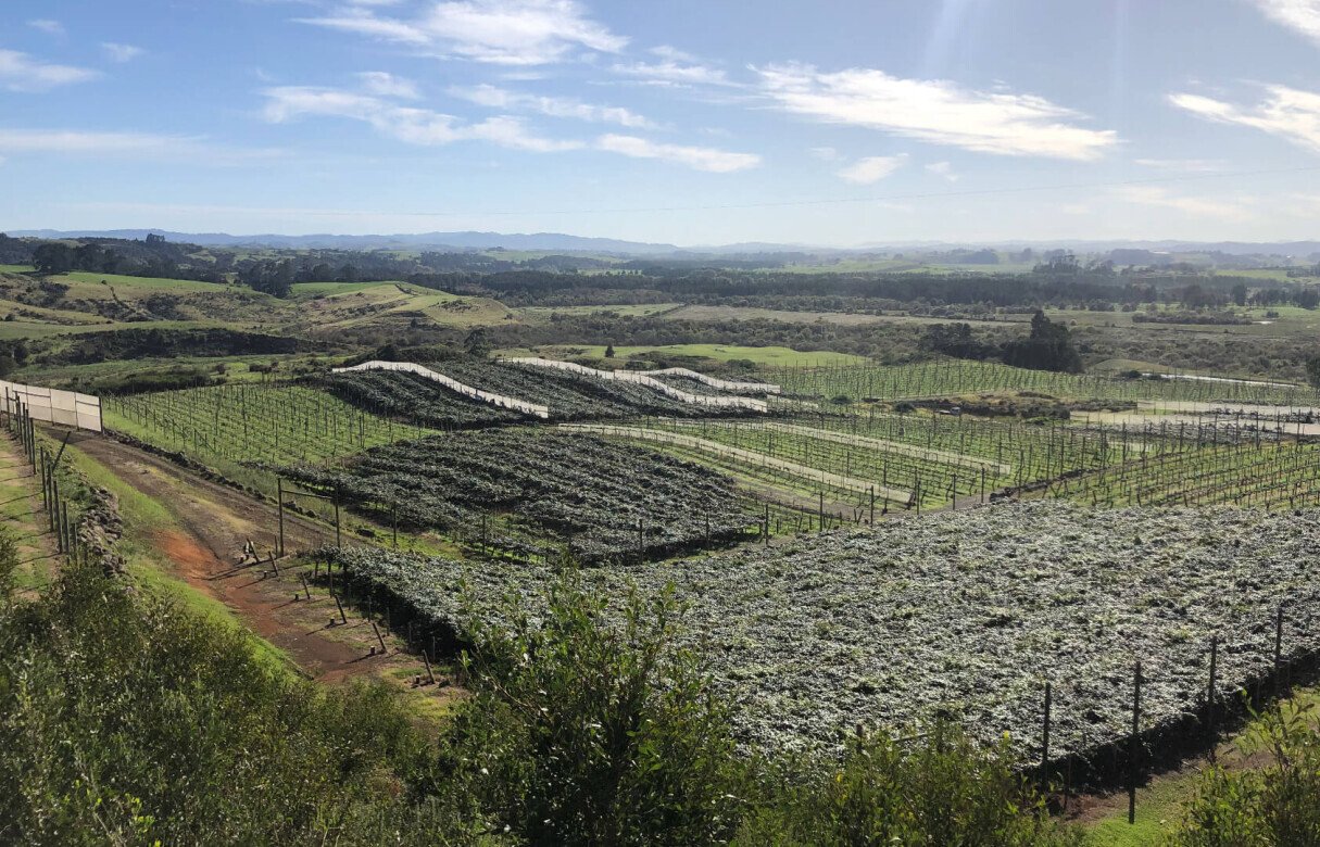 Kiwi Fruit Orchard Subdivision