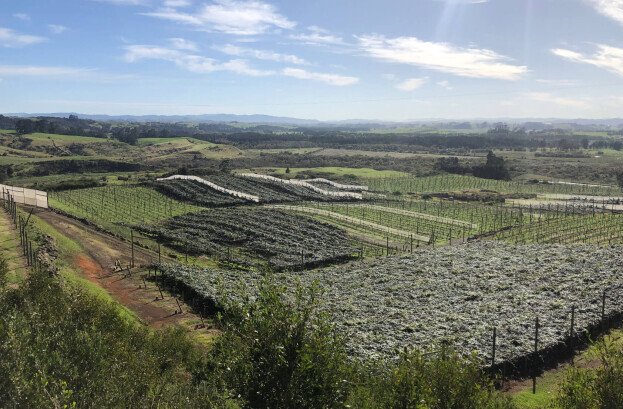 Kiwi Fruit Orchard Subdivision