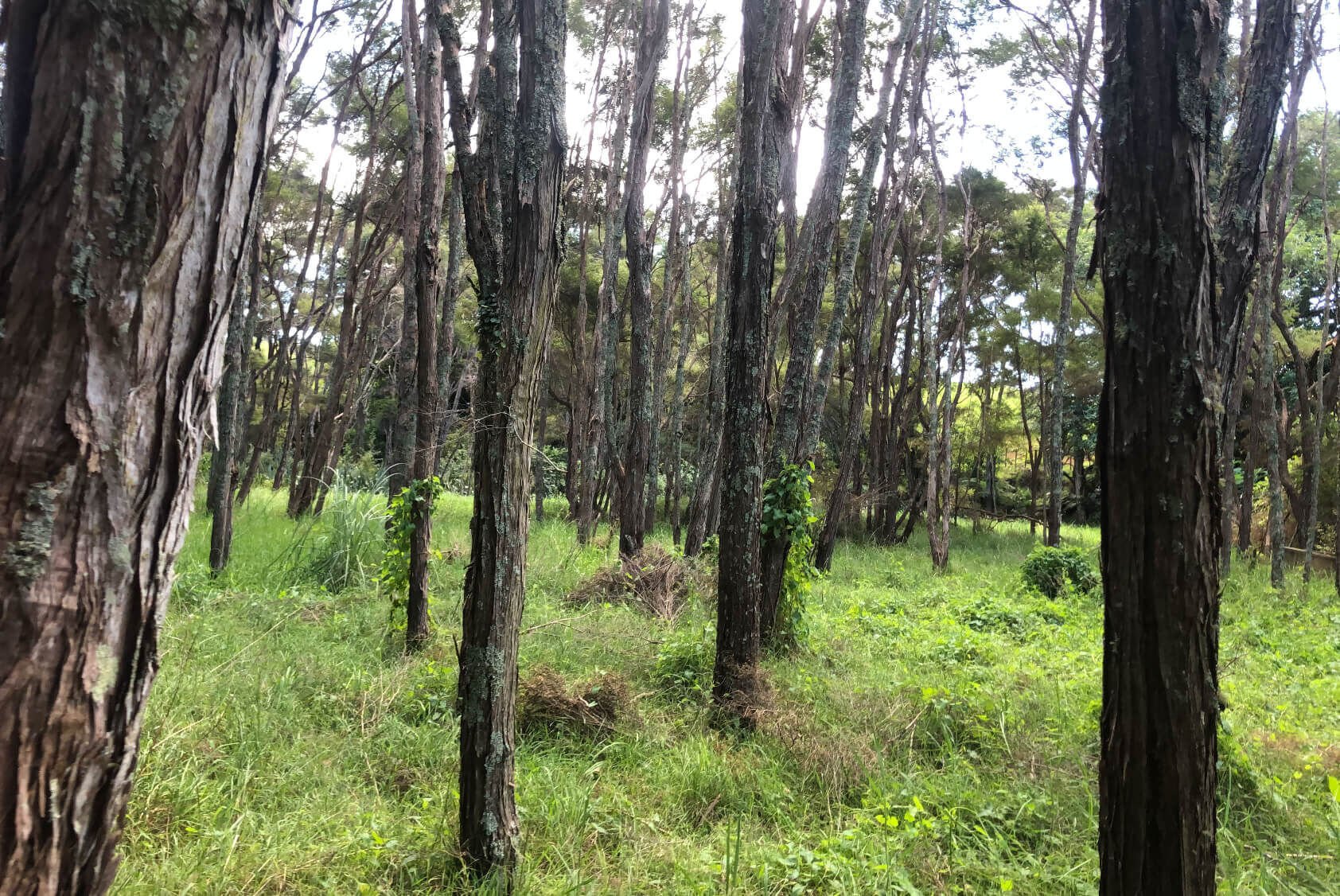 Whakatiwai proposal